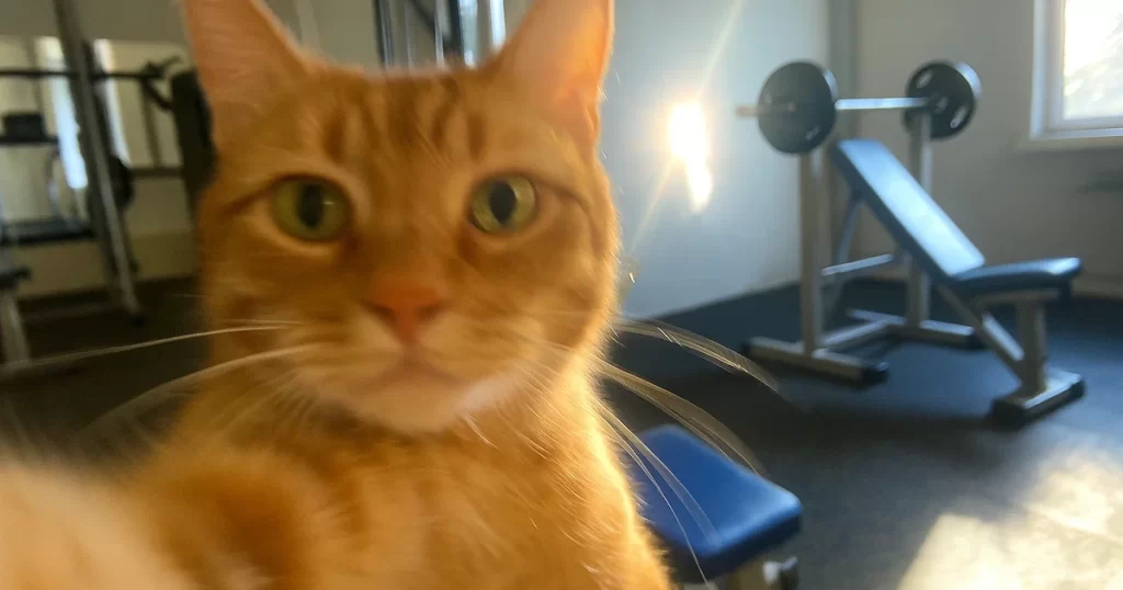 Paras hauispenkki testi