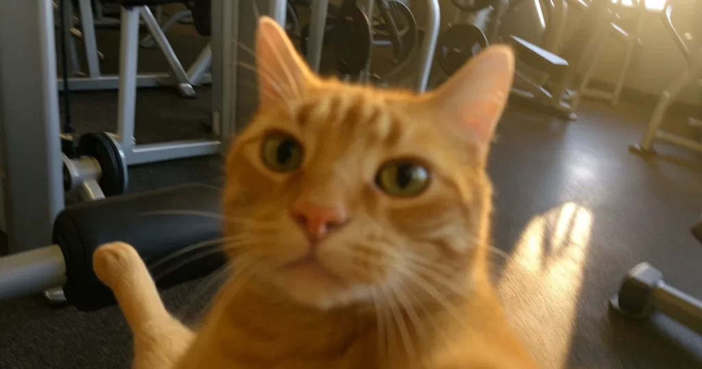 paras jalan ojennuslaite testi