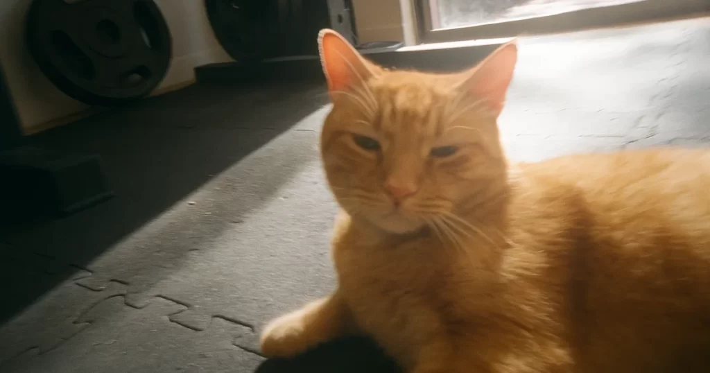 paras kumilaatta testi