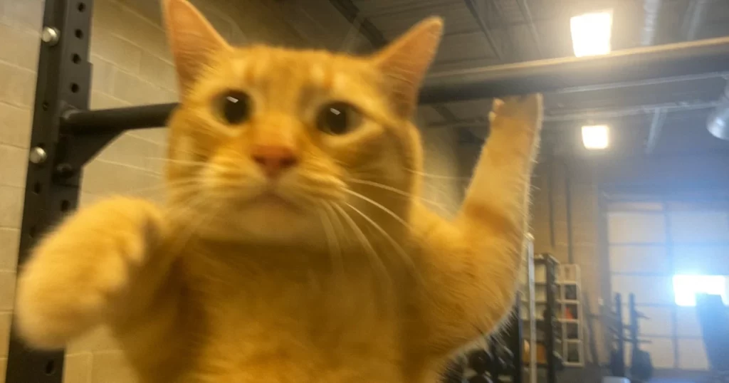 paras leuanvetotanko testi